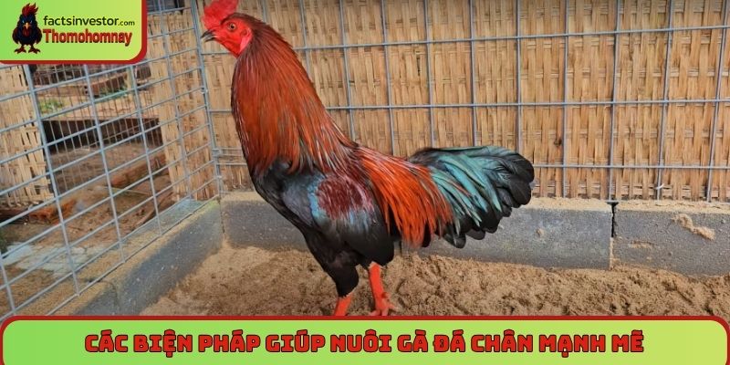 Các biện pháp giúp nuôi gà đá chân mạnh mẽ
