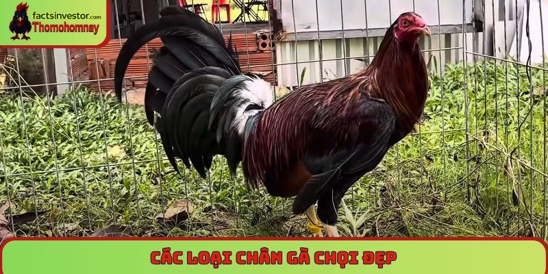 Chân gà chọi đẹp - Tiêu chí và bí quyết nhìn nhận đắt giá 6 Các loại chân gà chọi đẹp