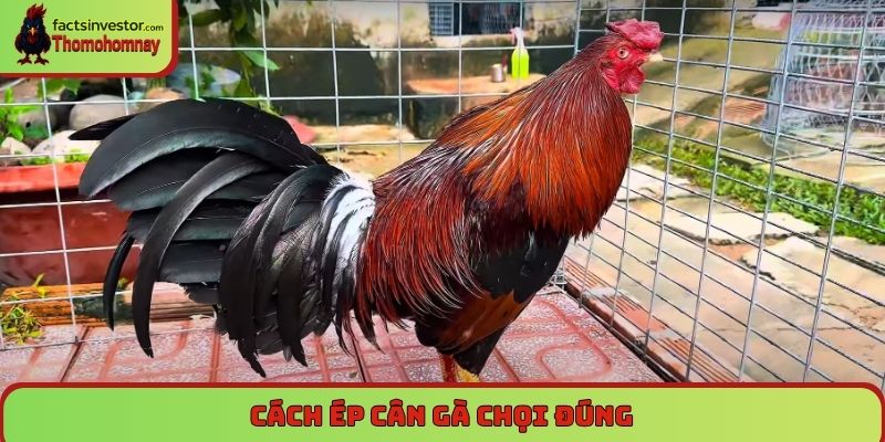 Cách ép cân gà chọi đúng giúp chiến kê lên đỉnh phong độ 4 Cách ép cân gà chọi đúng