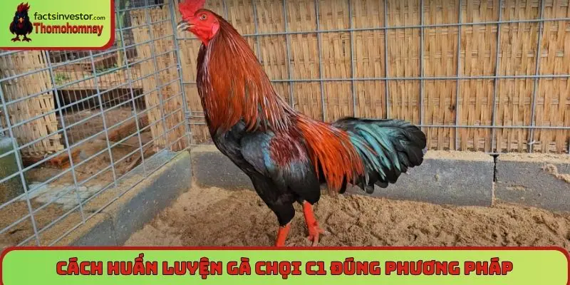 Cách huấn luyện gà chọi C1 đúng phương pháp