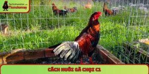 Cách nuôi gà chọi C1