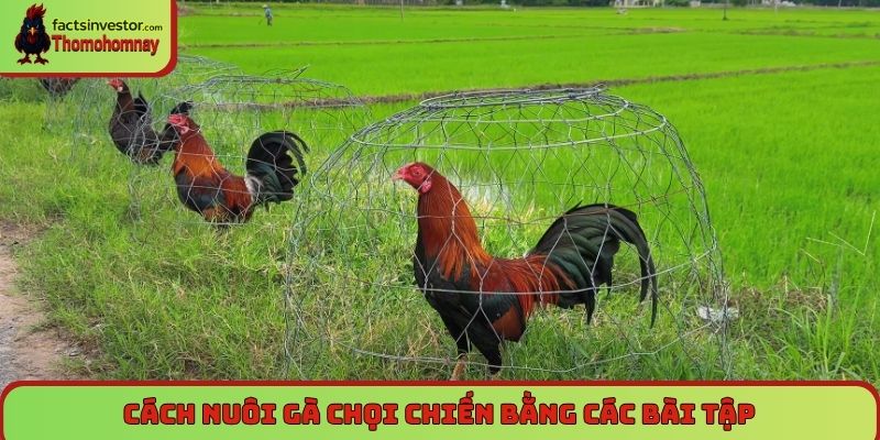 Cách nuôi gà chọi chiến - Bí quyết từ chuyên gia hàng đầu 6 Cách nuôi gà chọi chiến bằng các bài tập