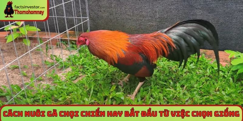Cách nuôi gà chọi chiến - Bí quyết từ chuyên gia hàng đầu 5 Cách nuôi gà chọi chiến hay bắt đầu từ việc chọn giống