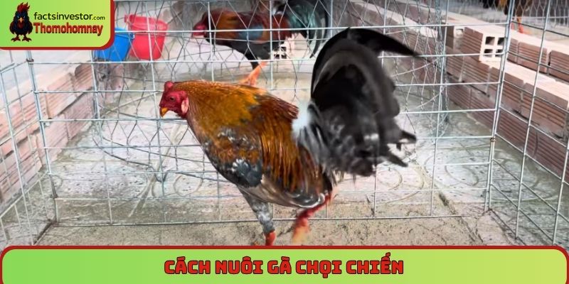 Cách nuôi gà chọi chiến - Bí quyết từ chuyên gia hàng đầu 4 Cách nuôi gà chọi chiến