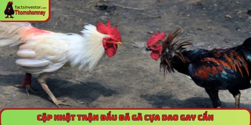 Trang Chủ 8 Đá gà cựa dao – Loại hình tốc độ cao và sát thương lớn nhất