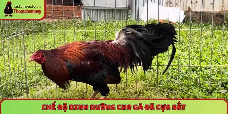 Nuôi gà đá cựa sắt khỏe mạnh, thành công trên đấu trường 6 Chế độ dinh dưỡng cho gà đá cựa sắt