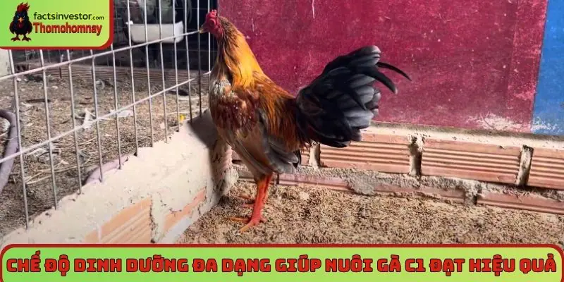 Chế độ dinh dưỡng đa dạng giúp nuôi gà C1 đạt hiệu quả