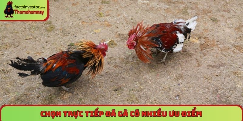 Trang Chủ 9 Luật chấp cân trong đá gà Thomo