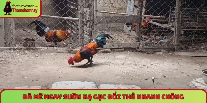 Lối đá gà chọi - Tinh hoa nghệ thuật của các chiến kê 7 Lối đá gà chọi - Đá mé ngay sườn hạ gục đối thủ nhanh chóng