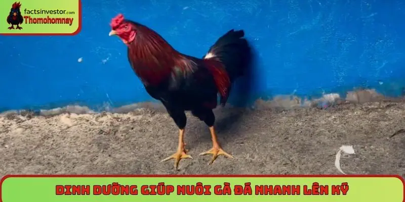 Nuôi gà đá nhanh lên ký, giúp đạt được thể trọng lý tưởng 5 Dinh dưỡng giúp nuôi gà đá nhanh lên ký