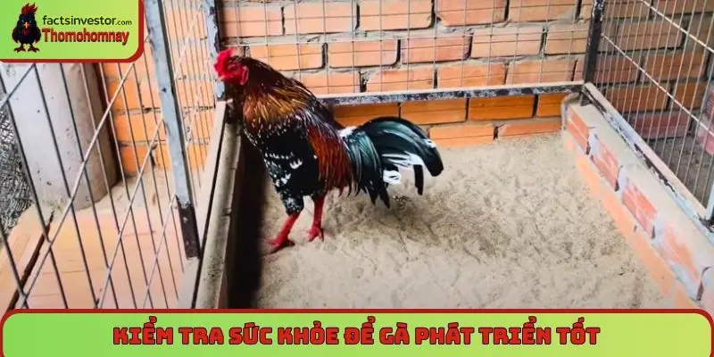 Nuôi gà đá nhanh lên ký, giúp đạt được thể trọng lý tưởng 7 Kiểm tra sức khỏe để gà phát triển tốt