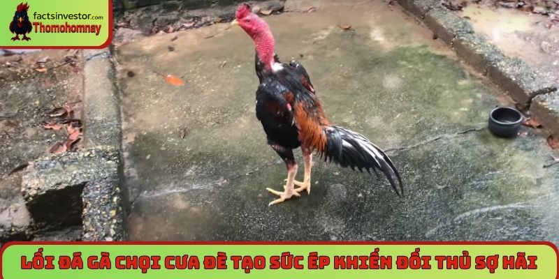 Lối đá gà chọi - Tinh hoa nghệ thuật của các chiến kê 6 Lối đá gà chọi cưa đè tạo sức ép khiến đối thủ sợ hãi