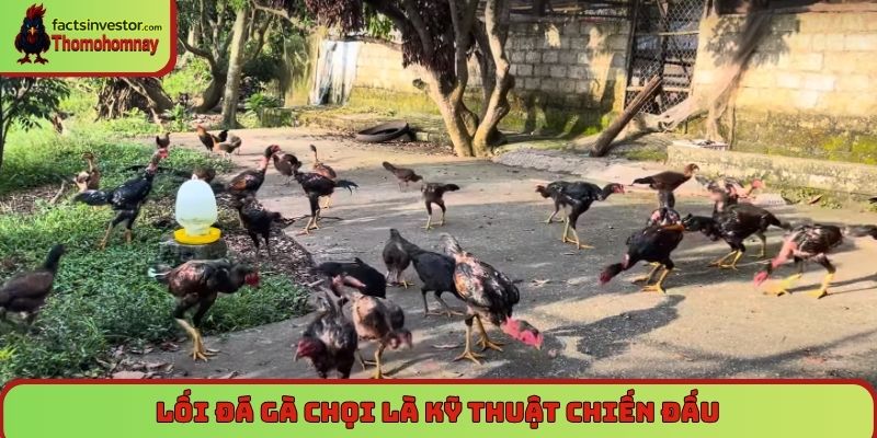 Lối đá gà chọi - Tinh hoa nghệ thuật của các chiến kê 5 Lối đá gà chọi là kỹ thuật chiến đấu