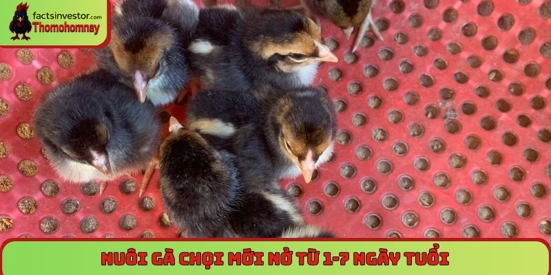 Nuôi gà chọi mới nở - Chăm sóc đúng cách để luôn khỏe mạnh 5 Nuôi gà chọi mới nở từ 1-7 ngày tuổi