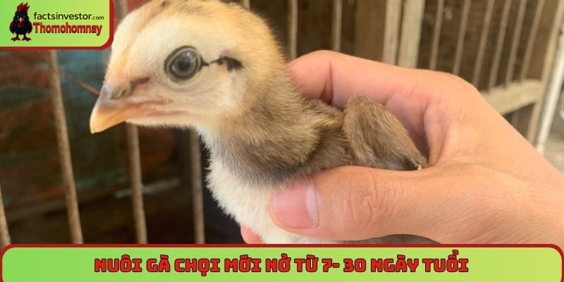 Nuôi gà chọi mới nở - Chăm sóc đúng cách để luôn khỏe mạnh 6 Nuôi gà chọi mới nở từ 7- 30 ngày tuổi