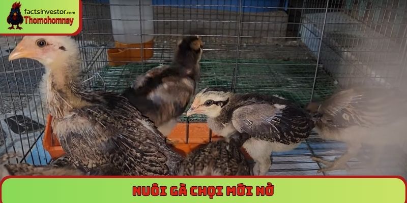 Nuôi gà chọi mới nở - Chăm sóc đúng cách để luôn khỏe mạnh 4 Nuôi gà chọi mới nở