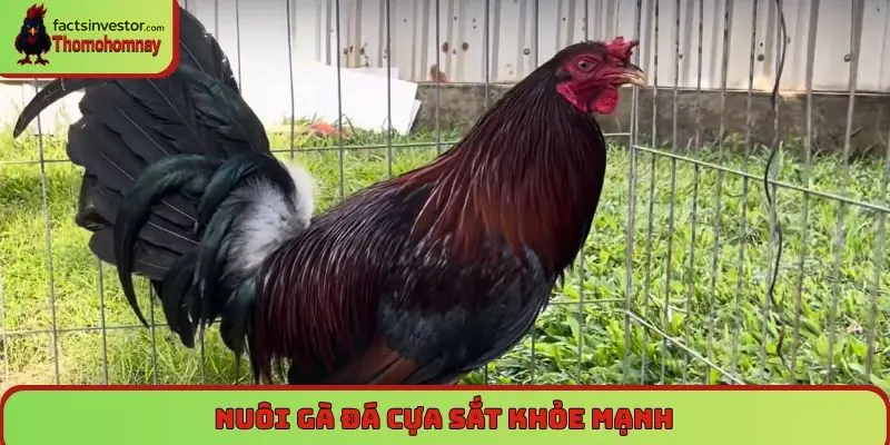 Nuôi gà đá cựa sắt khỏe mạnh, thành công trên đấu trường 4 Nuôi gà đá cựa sắt khỏe mạnh