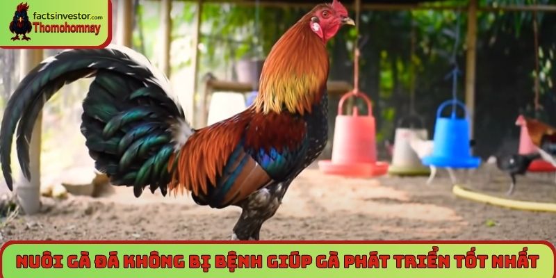 Nuôi gà đá không bị bệnh sư kê nào cũng cần nắm rõ 5 Nuôi gà đá không bị bệnh giúp gà phát triển tốt nhất