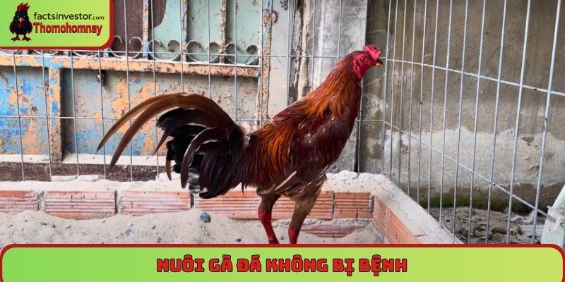 Nuôi gà đá không bị bệnh sư kê nào cũng cần nắm rõ 4 Nuôi gà đá không bị bệnh