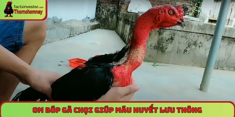 Om bóp gà chọi giúp máu huyết lưu thông, tăng sức chiến đấu
