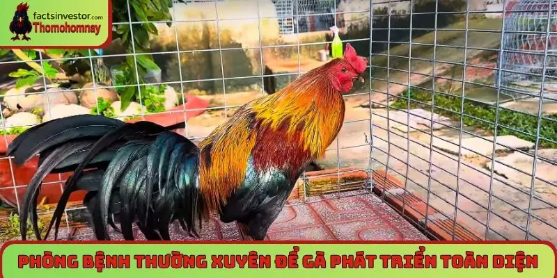 Nuôi gà đá cựa sắt khỏe mạnh, thành công trên đấu trường 7 Phòng bệnh thường xuyên để gà phát triển toàn diện