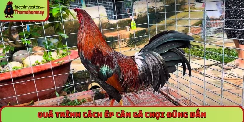 Cách ép cân gà chọi đúng giúp chiến kê lên đỉnh phong độ 6 Quá trình cách ép cân gà chọi đúng đắn, đảm bảo khoa học