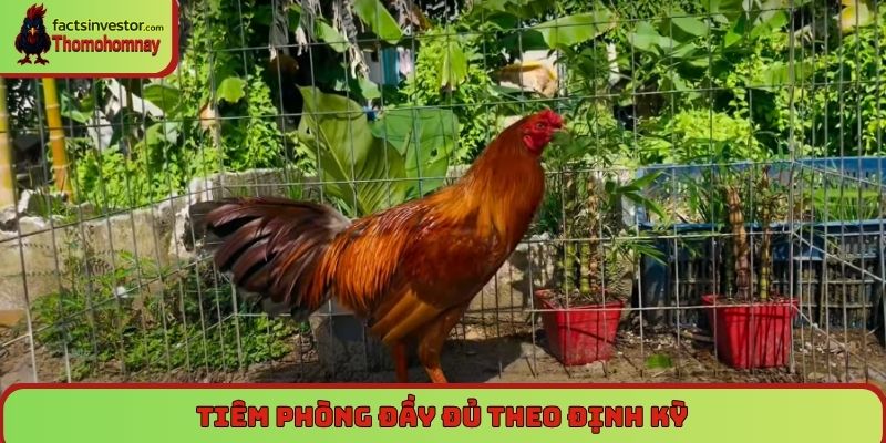 Cách nuôi gà chọi chiến - Bí quyết từ chuyên gia hàng đầu 7 Tiêm phòng đầy đủ theo định kỳ - Cách nuôi gà chọi chiến hay