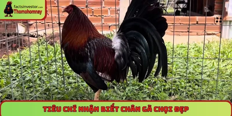 Chân gà chọi đẹp - Tiêu chí và bí quyết nhìn nhận đắt giá 5 Tiêu chí nhận biết chân gà chọi đẹp