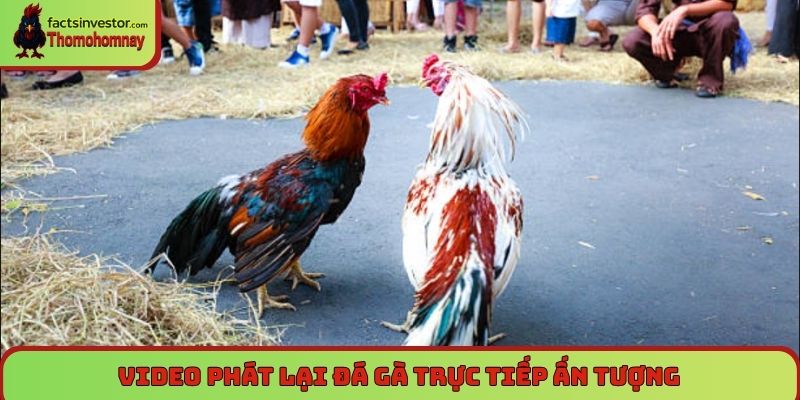 Trang Chủ 6 Video phát lại đá gà trực tiếp ấn tượng