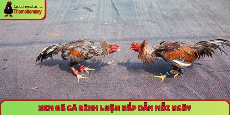 Trang Chủ 7 Xem đá gà bình luận hấp dẫn mỗi ngày