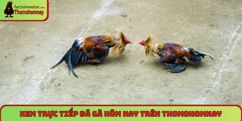Trang Chủ 5 Xem trực tiếp đá gà hôm nay trên Thomohomnay