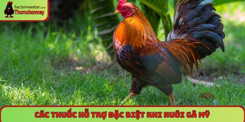 Nuôi gà đá Mỹ cựa sắt - Cách huấn luyện chiến kê bất bại 6 Các thuốc hỗ trợ đặc biệt khi nuôi gà Mỹ