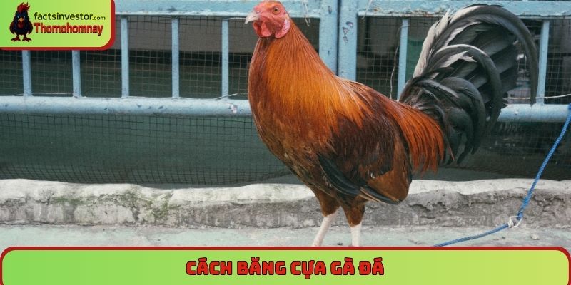 Cách băng cựa gà đá - Chuẩn kỹ thuật, tăng lực sát thương 4 cách băng cựa gà đá
