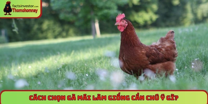 Chọn gà mái chọi làm giống - Bí quyết tạo chiến kê 7 Cách chọn gà mái làm giống cần chú ý gì?