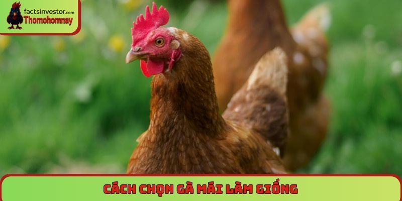 Chọn gà mái chọi làm giống - Bí quyết tạo chiến kê 4 chọn gà mái chọi làm giống