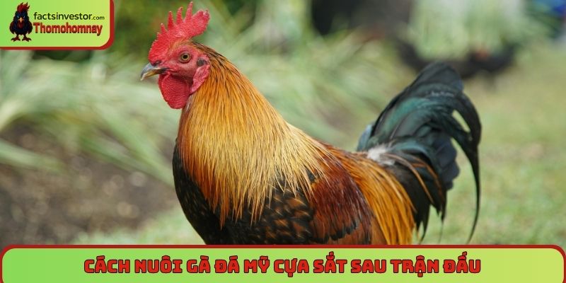 Nuôi gà đá Mỹ cựa sắt - Cách huấn luyện chiến kê bất bại 7 Cách nuôi gà đá Mỹ cựa sắt sau trận đấu