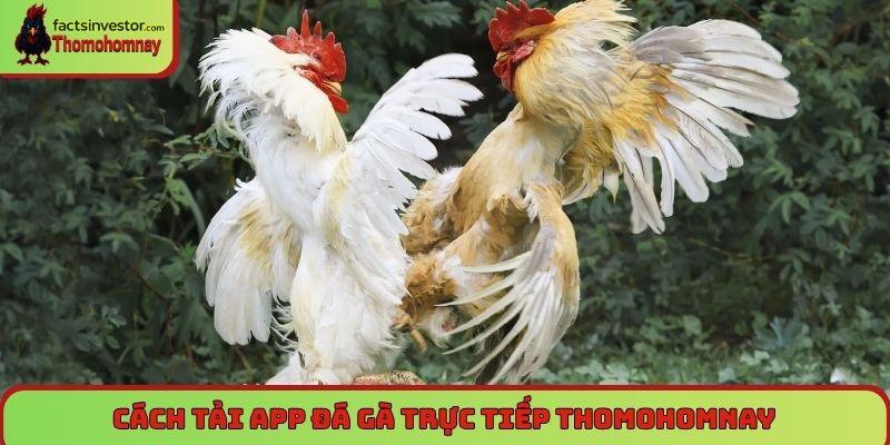 Tải app đá gà trực tiếp - Xem mỗi ngày, cược cực đã 6 Cách tải app đá gà trực tiếp Thomohomnay