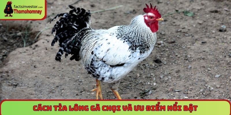 Cách tỉa lông gà chọi - Bí quyết giúp gà chiến khỏe đẹp 5 Cách tỉa lông gà chọi và ưu điểm nổi bật