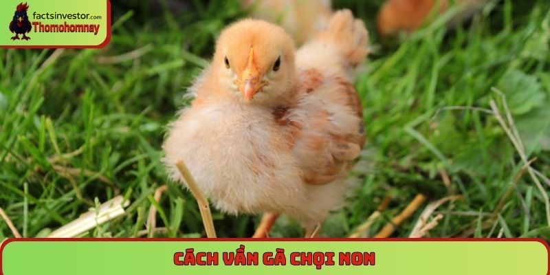 Tuyệt chiêu cách vần gà chọi non thành chiến kê lỳ đòn 4 cách vần gà chọi non