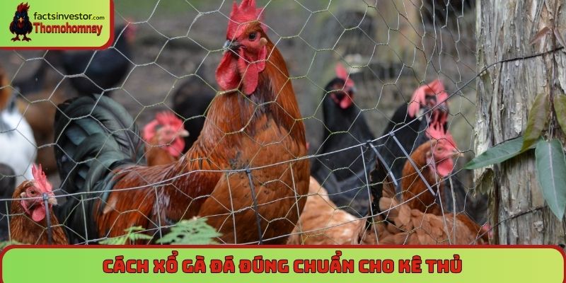 Cách xổ gà đá đúng chuẩn cho kê thủ