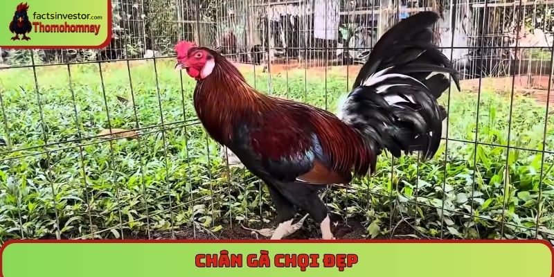 Chân gà chọi đẹp - Tiêu chí và bí quyết nhìn nhận đắt giá 4 Chân gà chọi đẹp