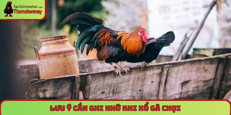 Lưu ý cần ghi nhớ khi xổ gà chọi