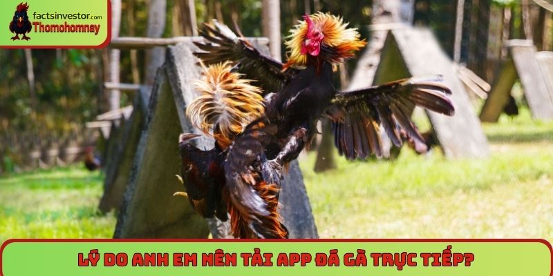 Tải app đá gà trực tiếp - Xem mỗi ngày, cược cực đã 5 Lý do anh em nên tải app đá gà trực tiếp?