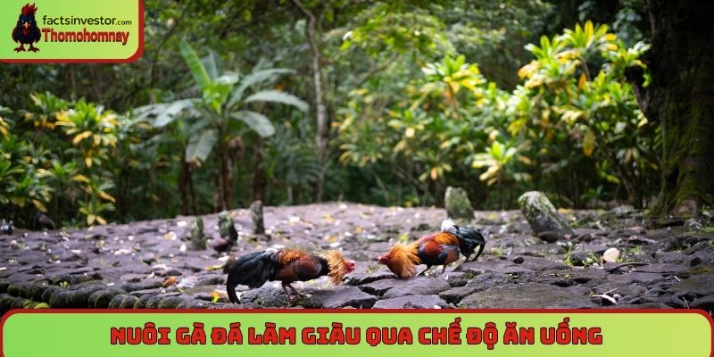 Nuôi gà đá làm giàu - Cơ hội đổi đời cho người đam mê 6 Nuôi gà đá làm giàu qua chế độ ăn uống