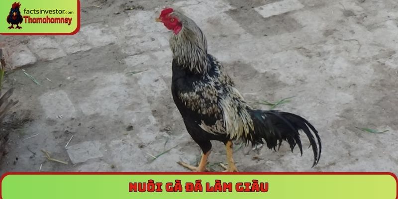 Nuôi gà đá làm giàu - Cơ hội đổi đời cho người đam mê 4 Nuôi gà đá làm giàu