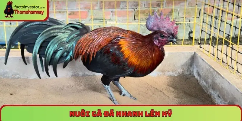 Nuôi gà đá nhanh lên ký, giúp đạt được thể trọng lý tưởng 4 Nuôi gà đá nhanh lên ký