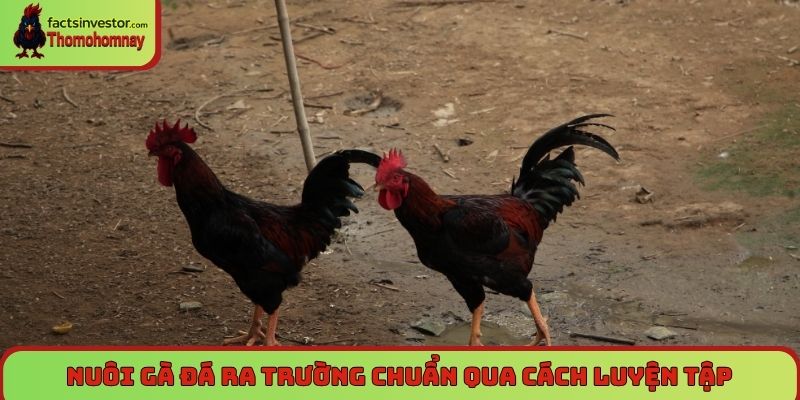 Nuôi gà đá ra trường - Bí quyết vỗ béo, tăng lực sung mãn 6 Nuôi gà đá ra trường chuẩn qua cách luyện tập