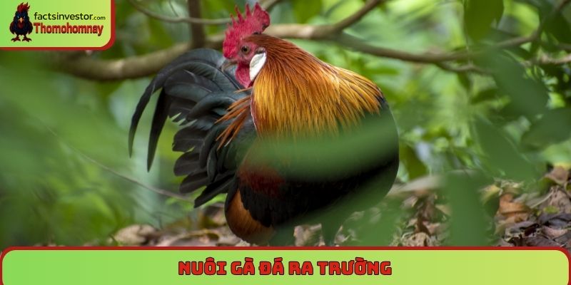 Nuôi gà đá ra trường - Bí quyết vỗ béo, tăng lực sung mãn 4 nuôi gà đá ra trường