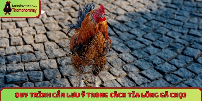 Cách tỉa lông gà chọi - Bí quyết giúp gà chiến khỏe đẹp 6 Quy trình cần lưu ý trong cách tỉa lông gà chọi