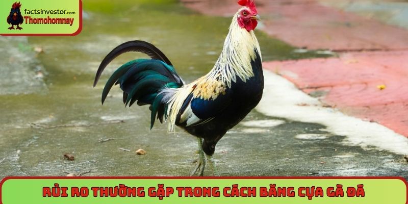 Cách băng cựa gà đá - Chuẩn kỹ thuật, tăng lực sát thương 7 Rủi ro thường gặp trong cách băng cựa gà đá